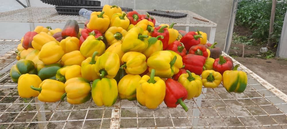 Organic Bell Peppers